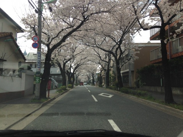 2014.04.01-sakura